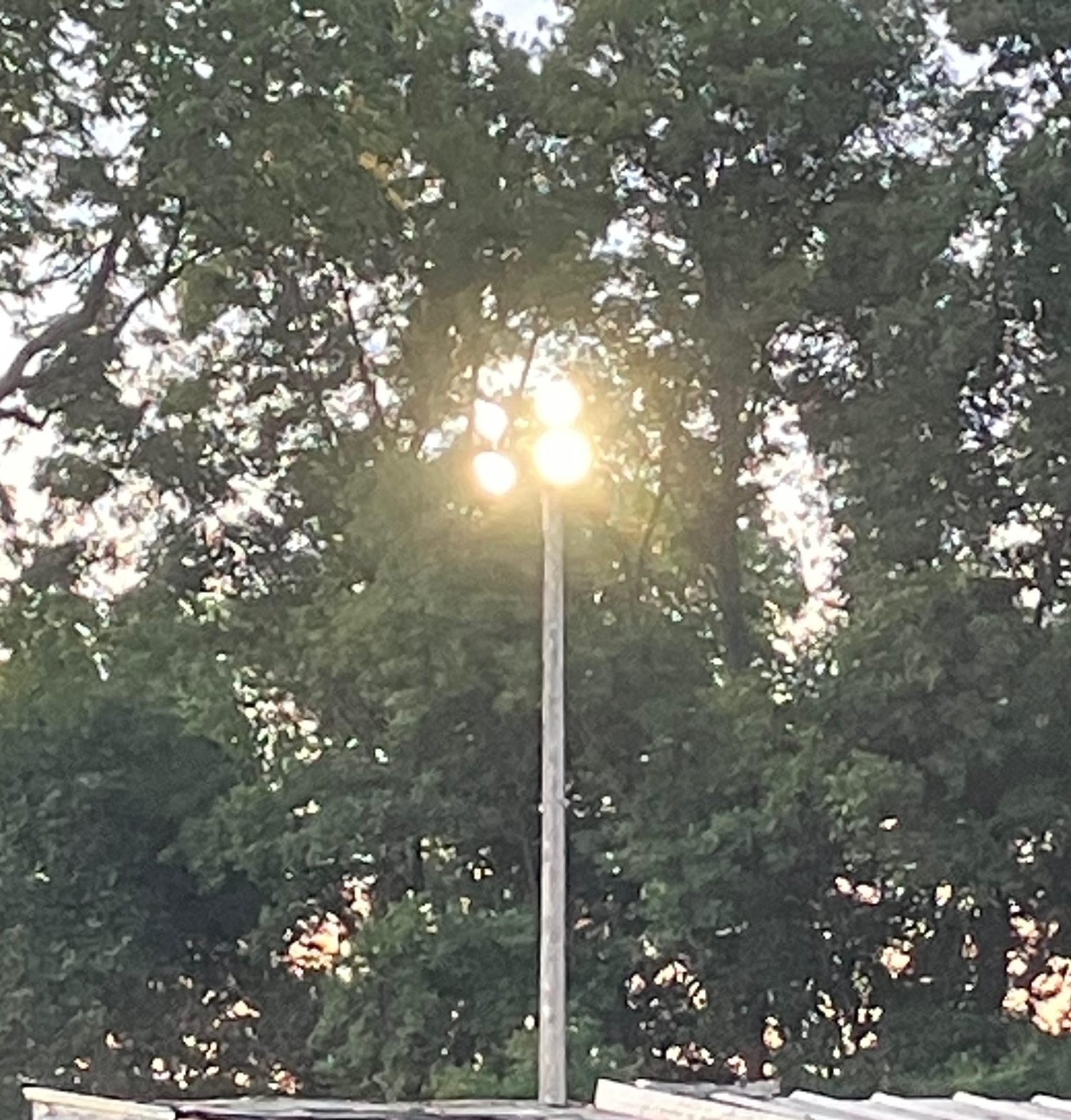 New light pole illuminated at dusk among the trees at Taylor Park